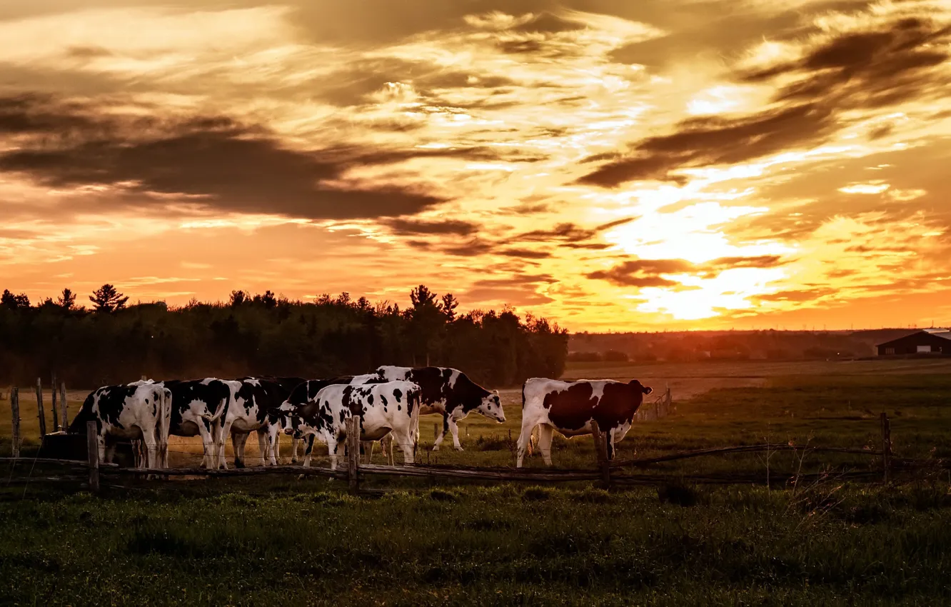 Photo wallpaper field, sunset, cows