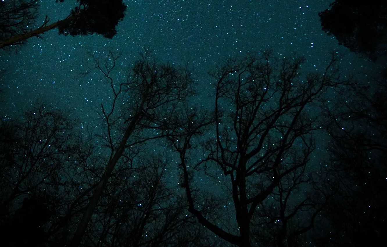 Photo wallpaper forest, the sky, stars, trees, night, nature