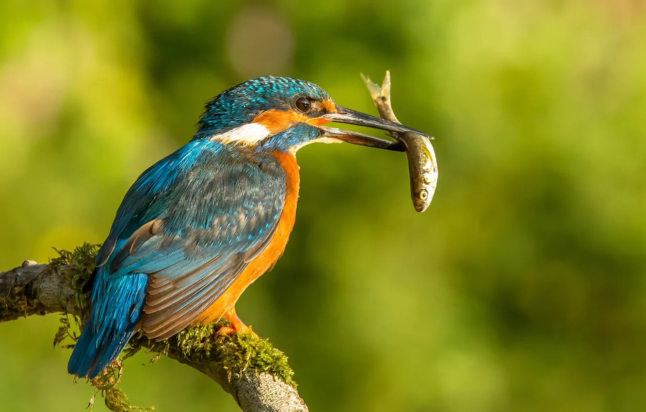 Photo wallpaper branches, bird, fish, mining, Kingfisher