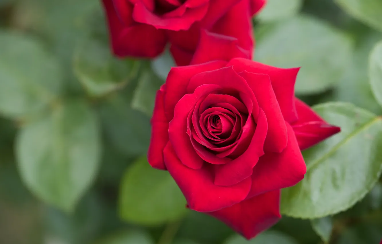 Photo wallpaper leaves, red, roses, garden, buds, al