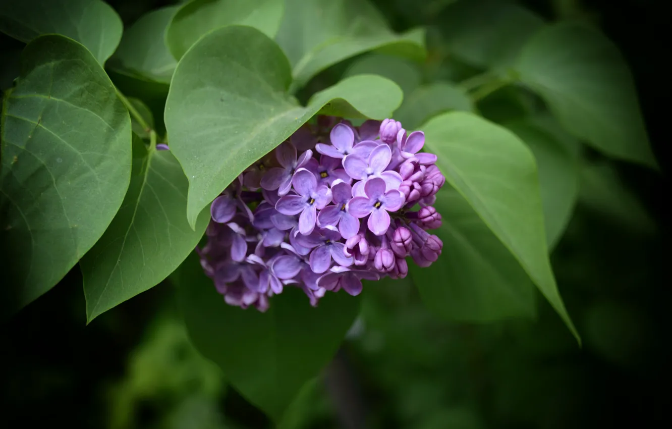 Photo wallpaper spring, leaves, lilac