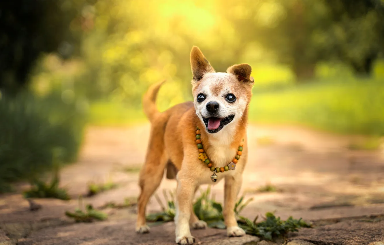 Photo wallpaper road, language, look, light, nature, Park, dog, puppy