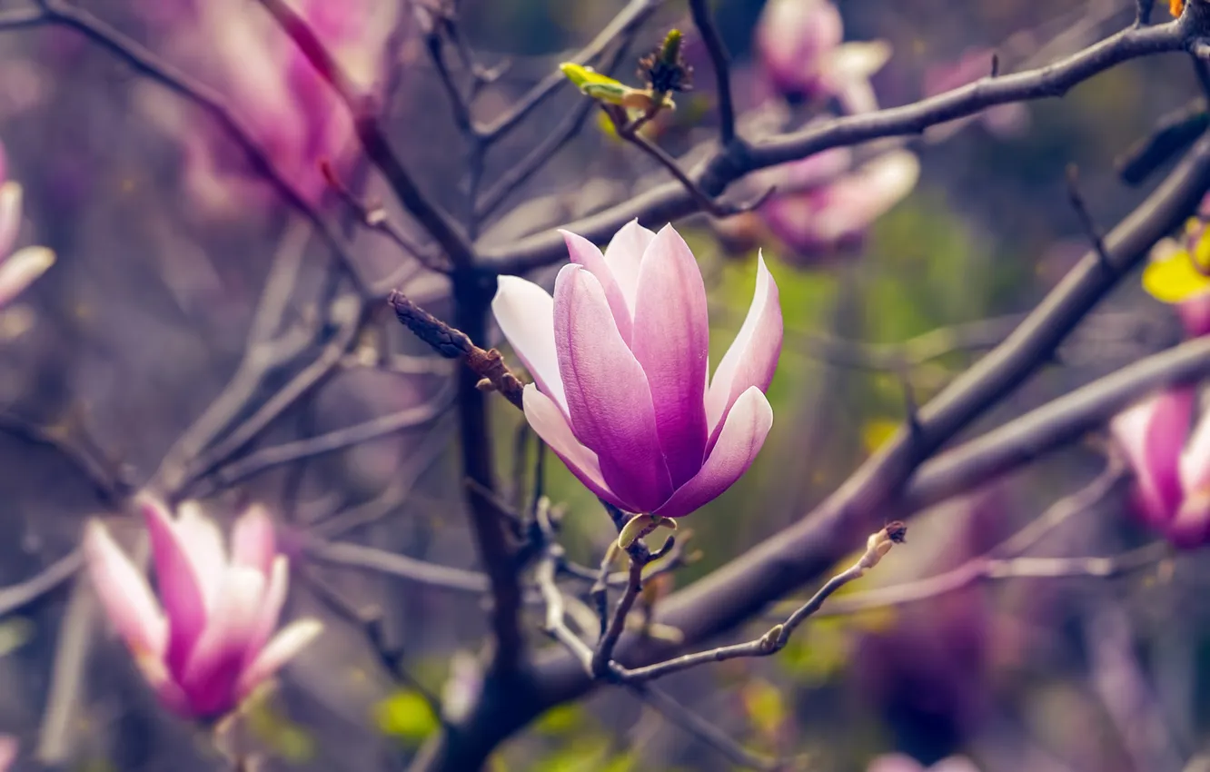 Photo wallpaper flowers, branches, spring, flowering