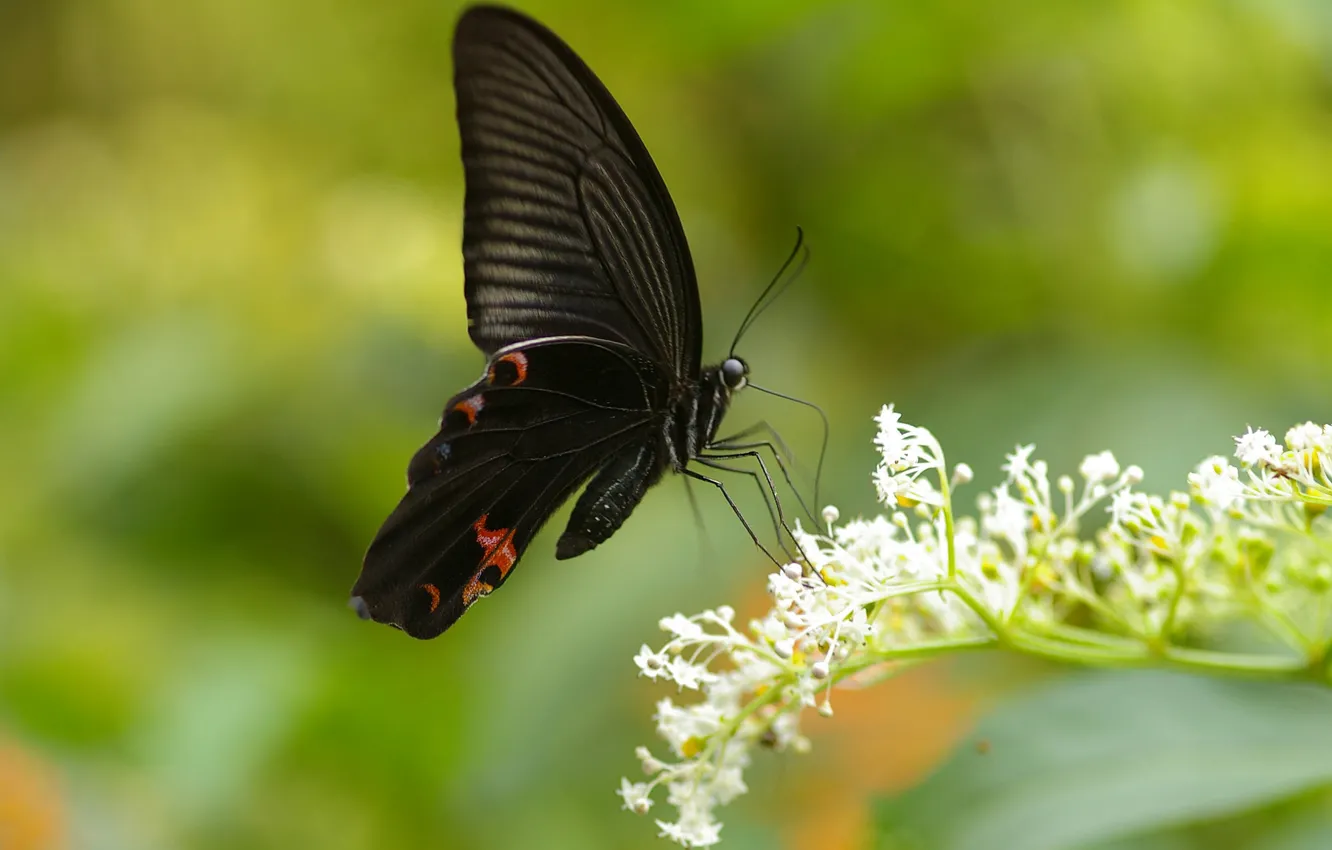 Photo wallpaper brightness, colors, brightness, butterfly, colors, butterfly