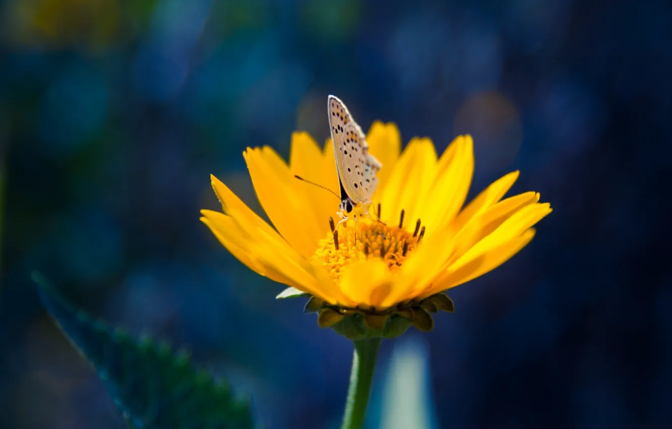 Photo wallpaper flowers, yellow, butterfly, petals, insect