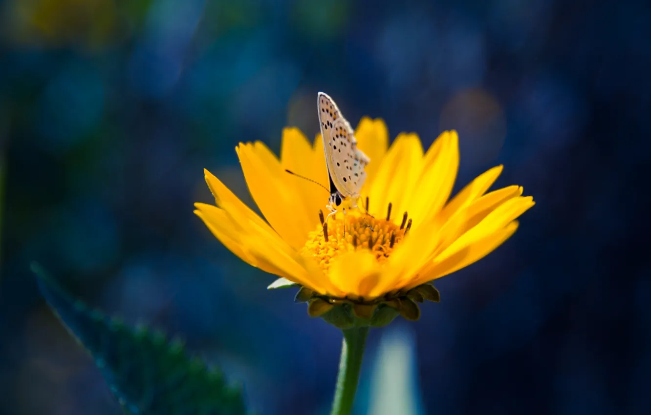 Photo wallpaper flower, butterfly, yellow, petals, insect