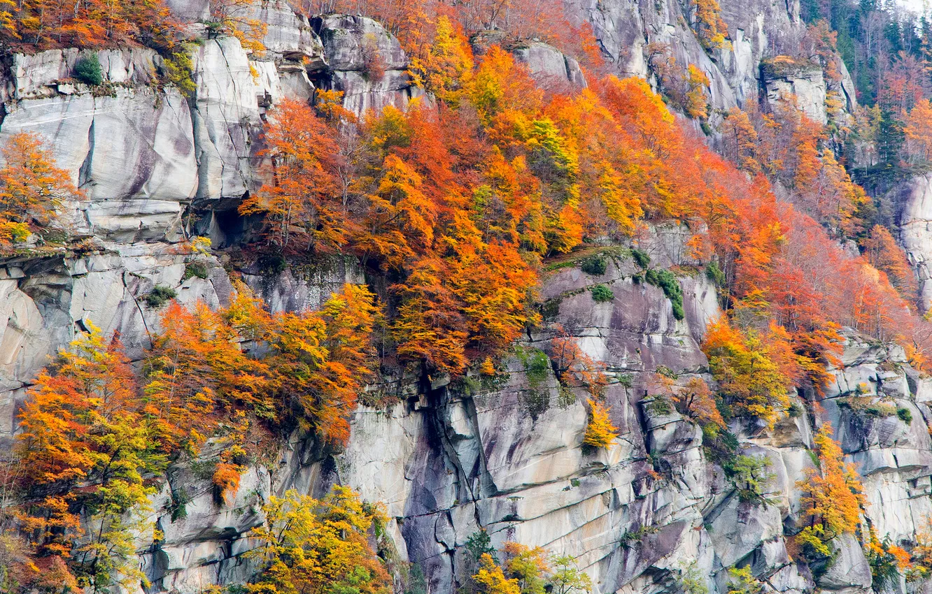Photo wallpaper autumn, trees, mountains, rocks
