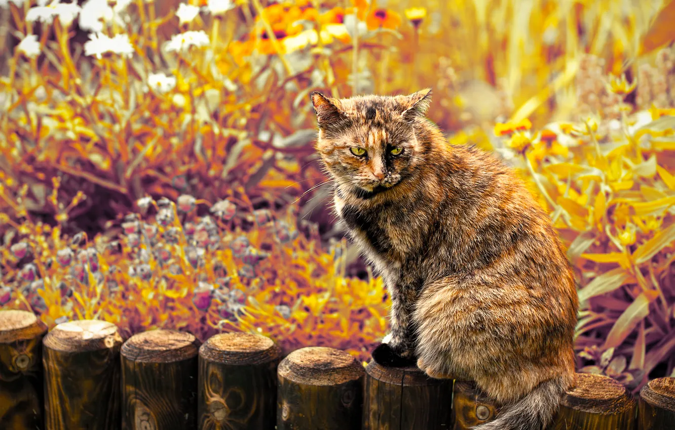 Photo wallpaper cat, look, flowers, evil