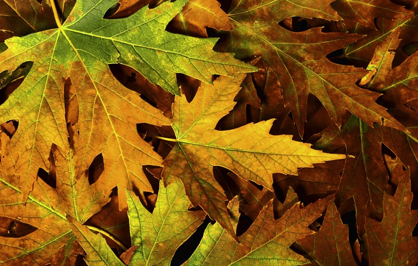 Photo wallpaper autumn, leaves, macro, nature, photo, foliage, autumn, macro