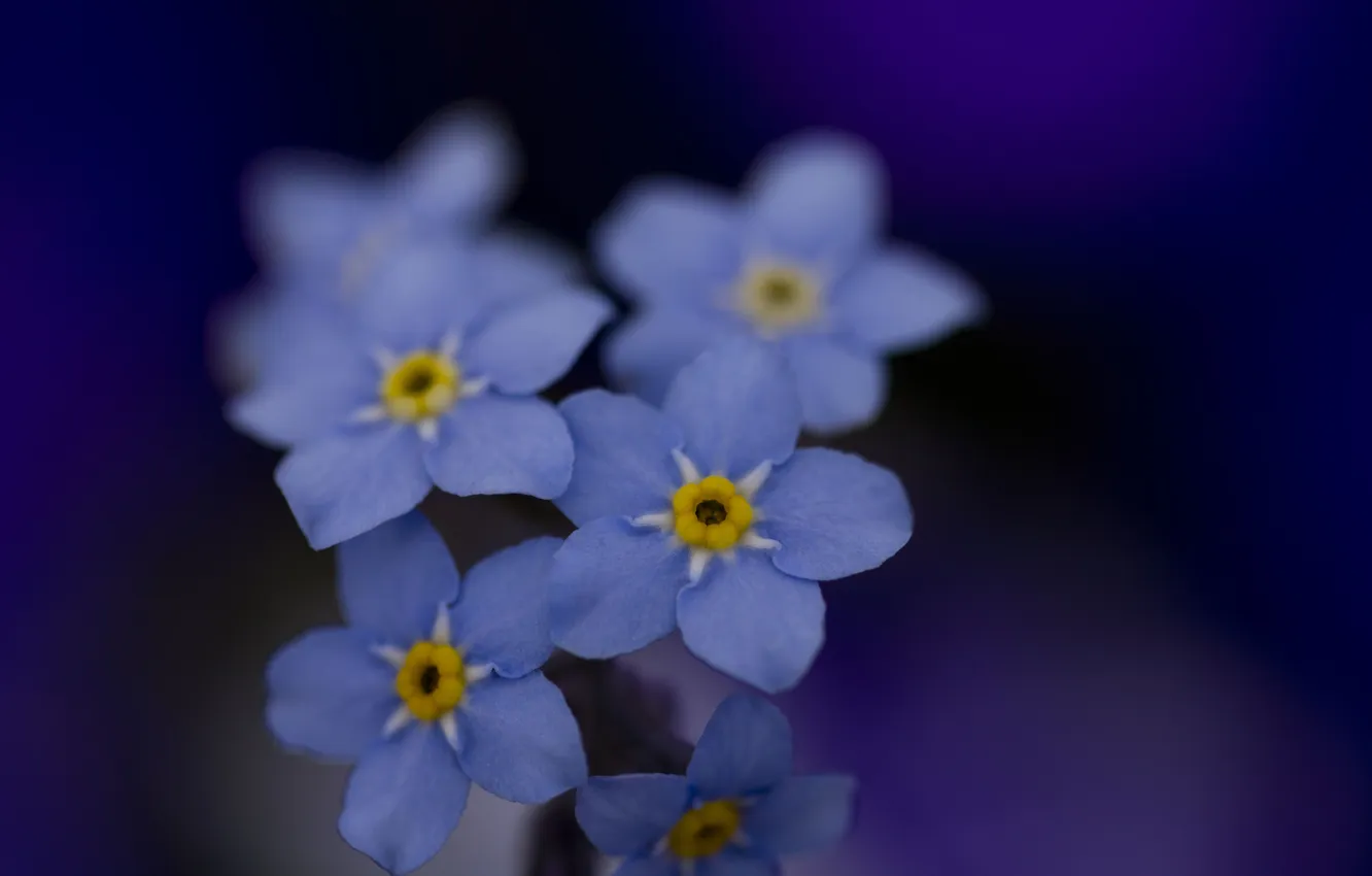 Photo wallpaper macro, flowers, color, beauty, blue, blue, forget-me-nots