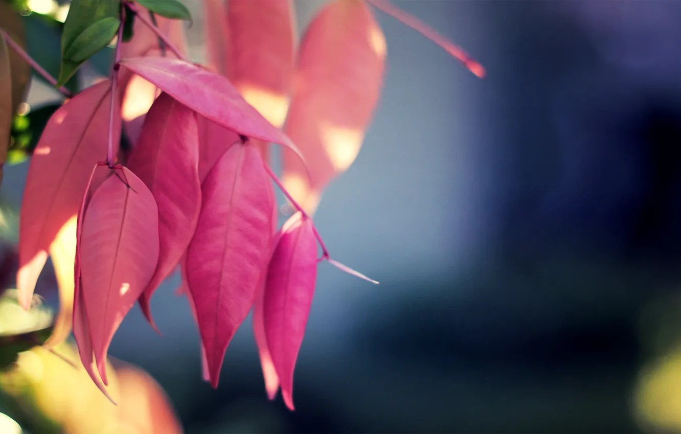 Photo wallpaper leaves, macro, nature, pink, plant, color, nature, pink