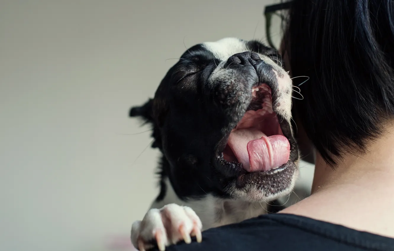 Photo wallpaper background, each, dog