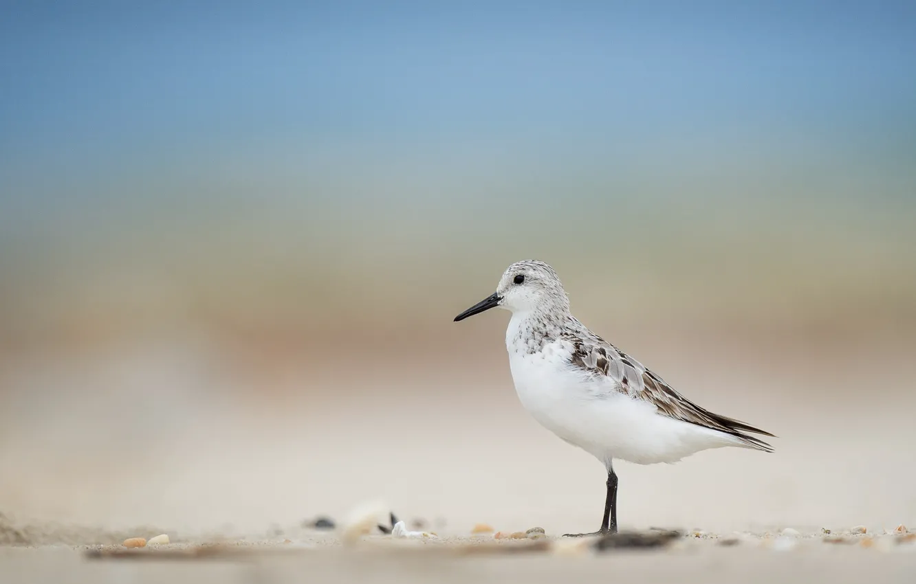 Photo wallpaper beach, bird, wildlife