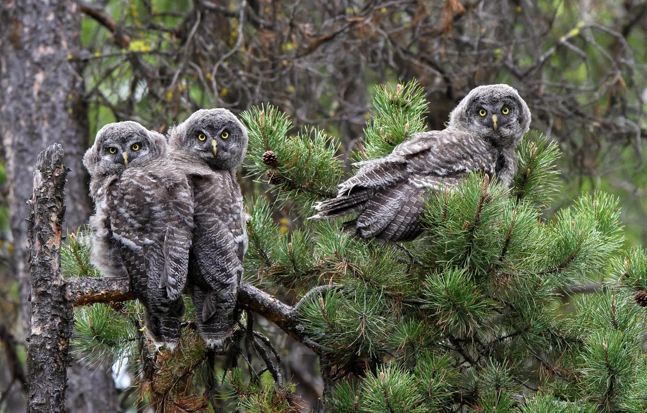 Photo wallpaper branches, owl, bird, pine, Great grey owl