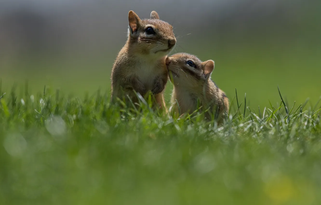 Photo wallpaper grass, pose, Chipmunk, a couple, two, stand, faces, chipmunks