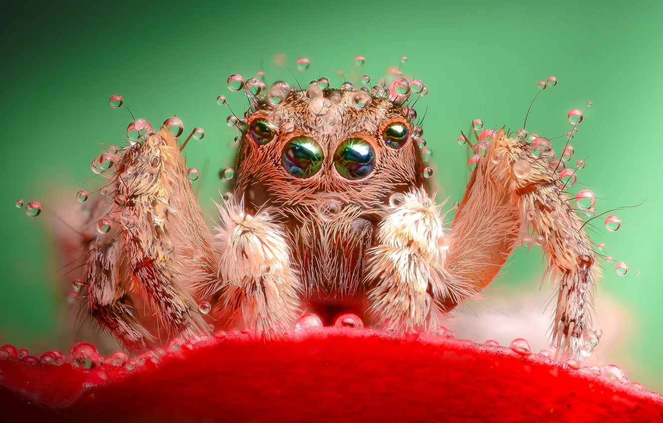 Photo wallpaper drops, flowers, red, Rosa, spider, petals, jumper