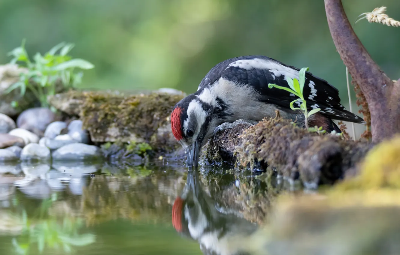 Photo wallpaper water, bird, thirst, woodpecker