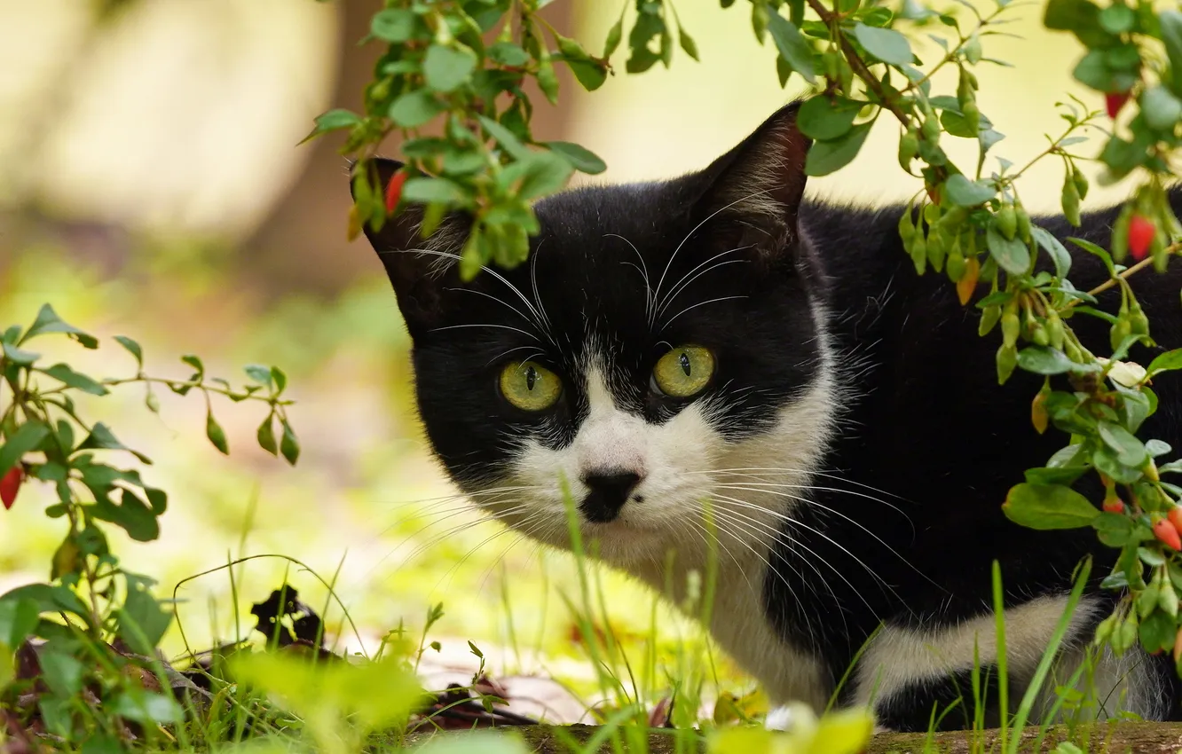 Photo wallpaper greens, cat, summer, grass, cat, mustache, look, leaves