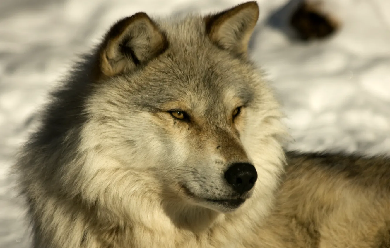 Photo wallpaper Laika, wolf, timber