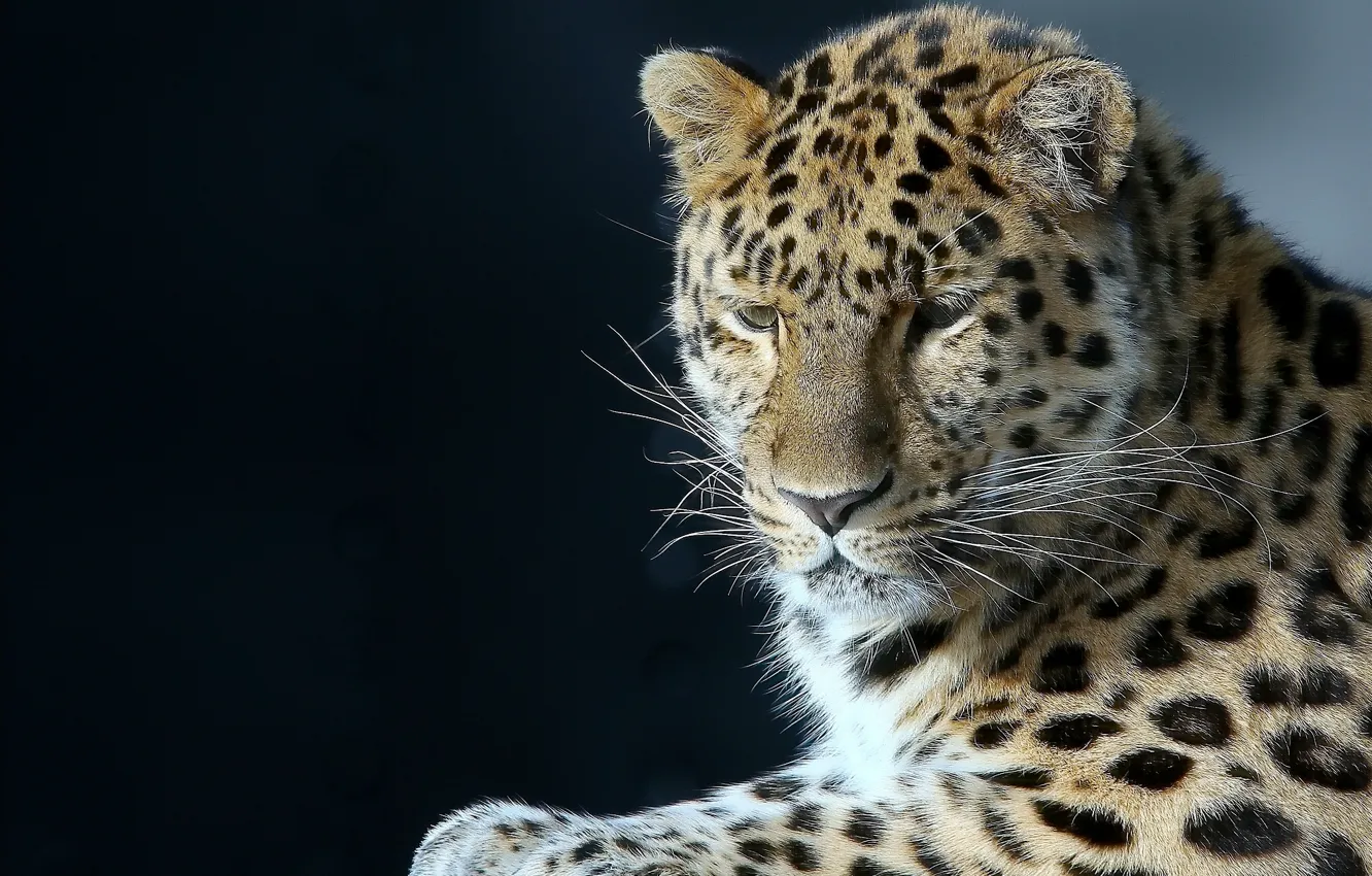Photo wallpaper portrait, leopard, handsome