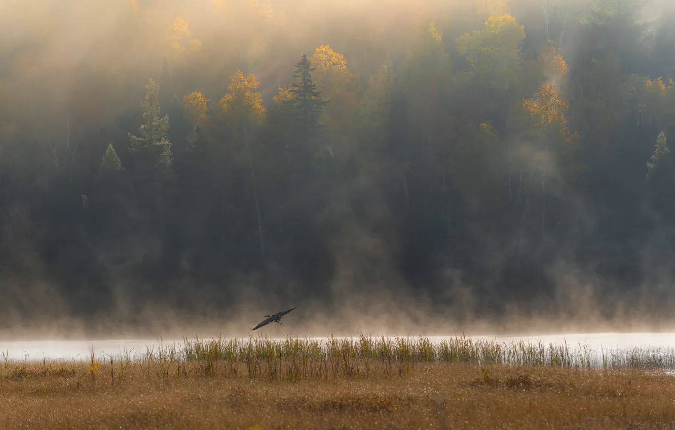 Photo wallpaper autumn, forest, flight, fog, river, bird, shore, pond
