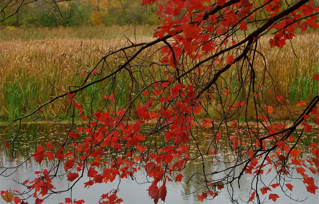Photo wallpaper autumn, forest, leaves, pond, branch, the crimson