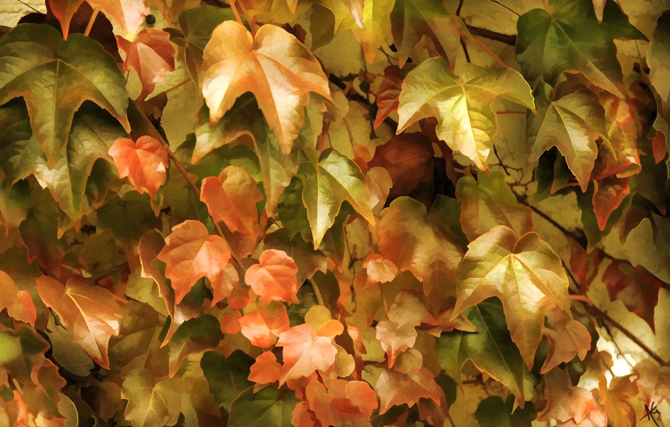 Photo wallpaper leaves, thickets, ivy