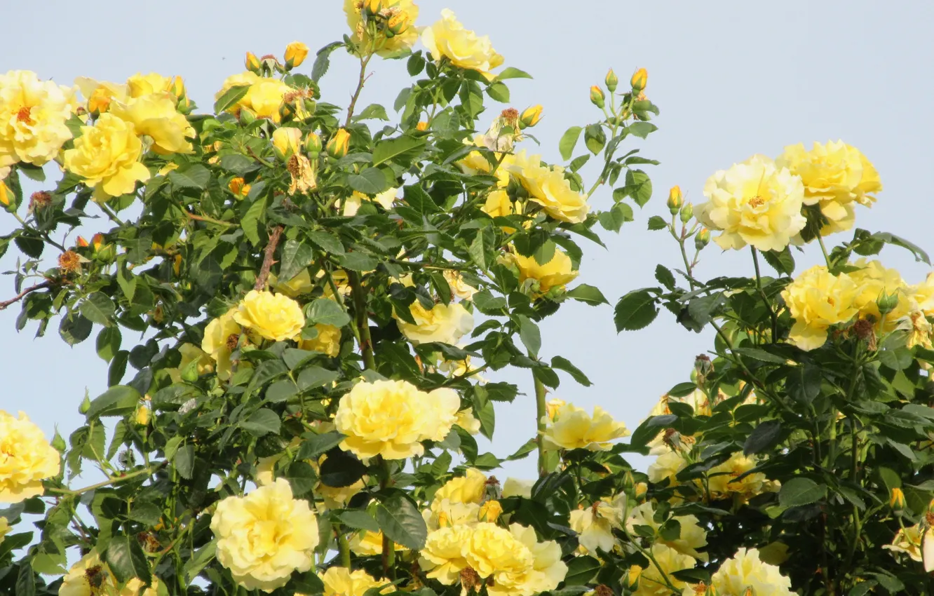 Photo wallpaper the sky, flowers, 2018, yellow roses, Meduzanol ©