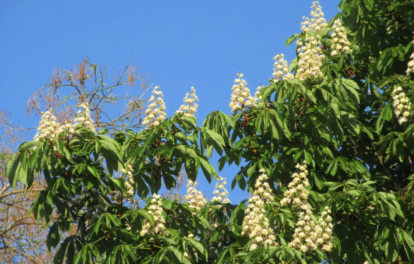 Photo wallpaper the sky, flowering, chestnuts, spring 2018, Meduzanol ©