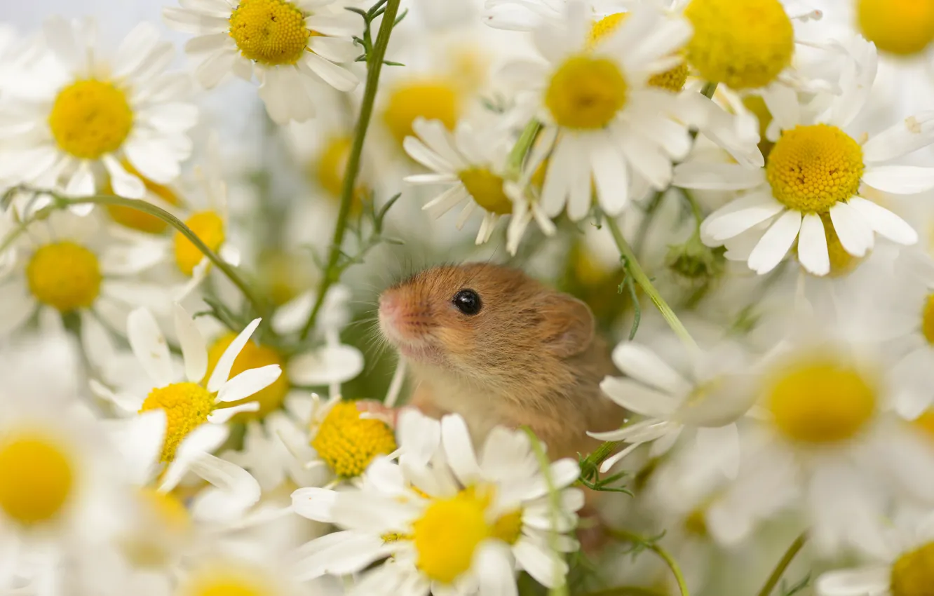 Photo wallpaper flowers, chamomile, mouse, mouse, white, vole, The mouse is tiny