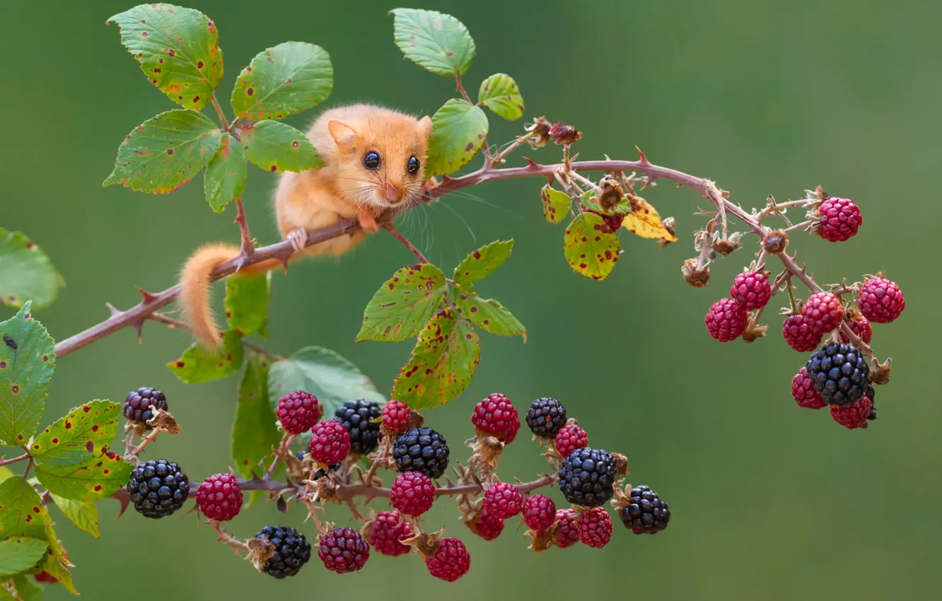 Photo wallpaper branches, berries, mouse