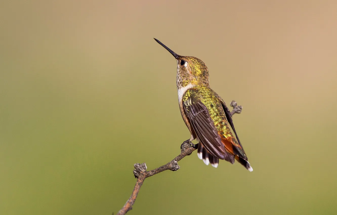 Photo wallpaper bird, branch, beak, Buffy Hummingbird