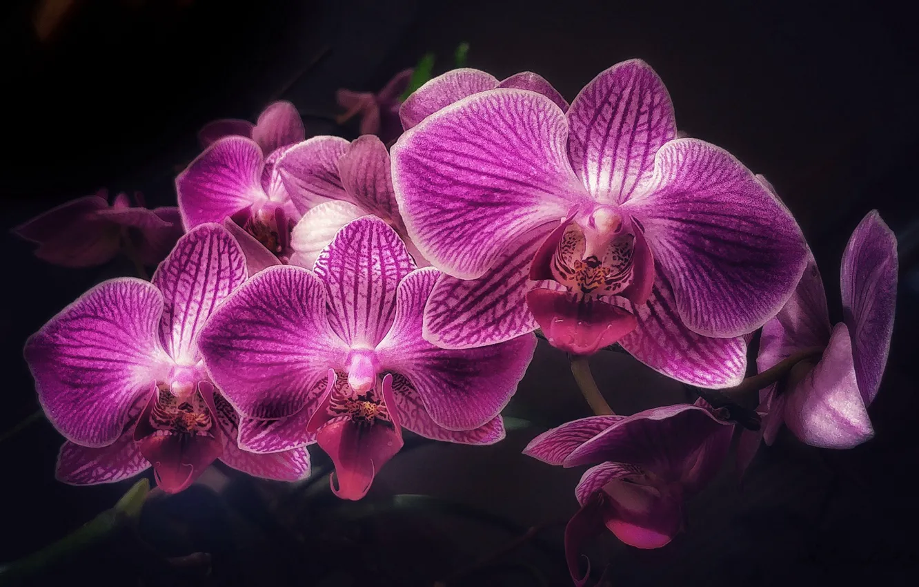Photo wallpaper flowers, Orchid, pink Orchid