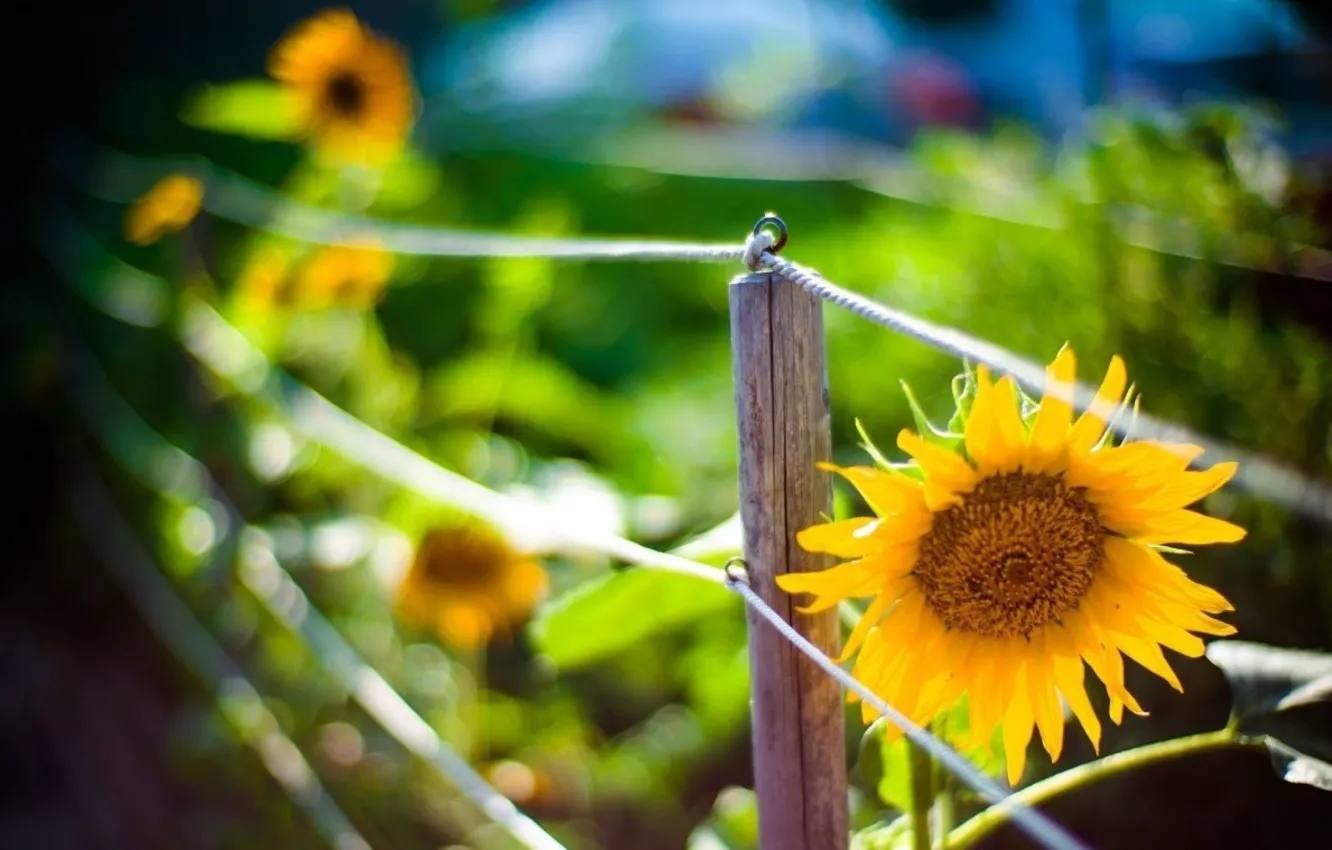 Photo wallpaper sunflowers, fence, blur, bokeh