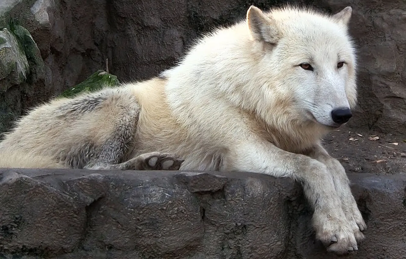 Photo wallpaper Predator, wolf, portrait, portrait., Canis lupus. face