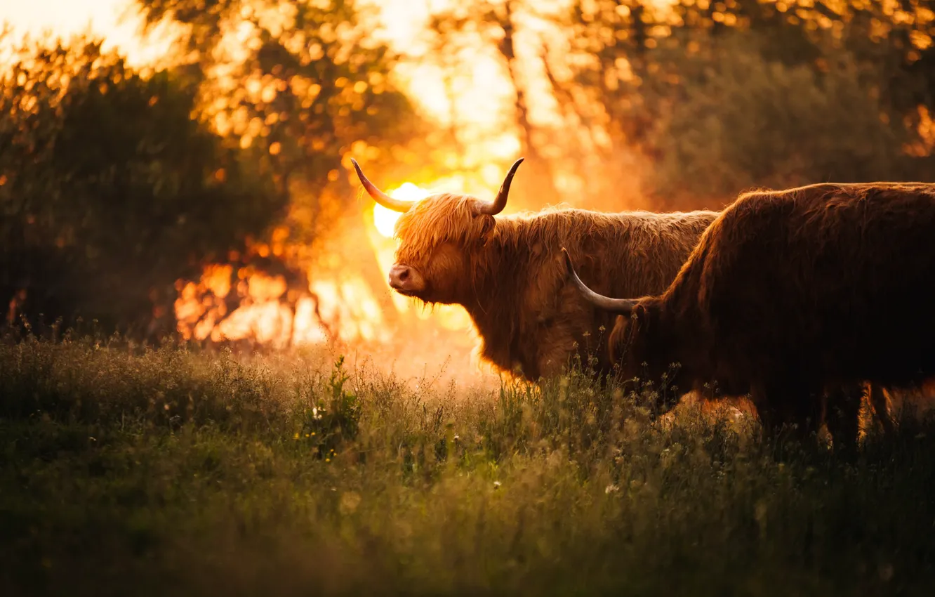 Photo wallpaper nature, morning, cattle