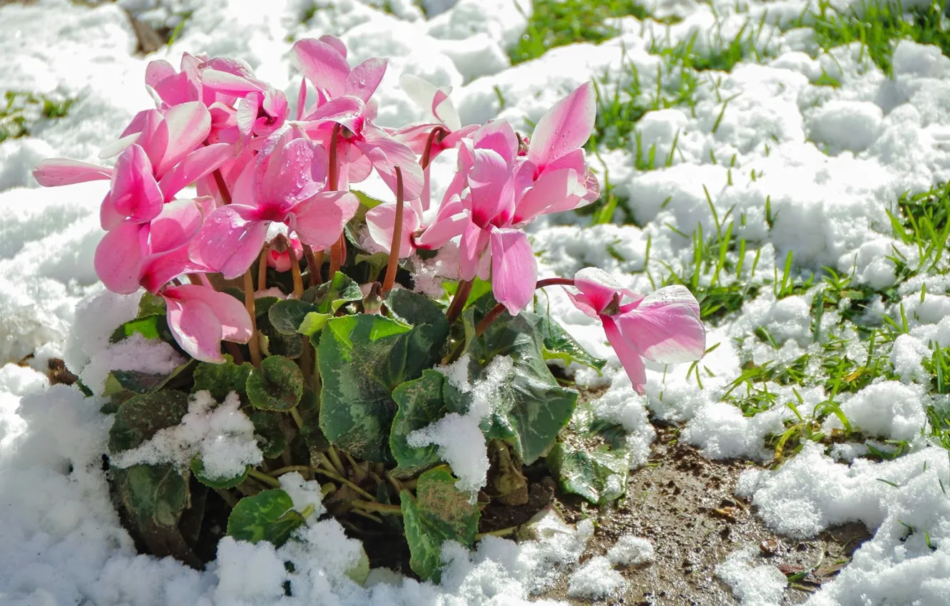 Photo wallpaper snow, spring, tsiklomen