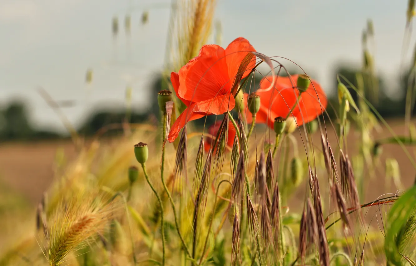 Photo wallpaper field, summer, flowers, red, Mac, rye, Maki, spikelets