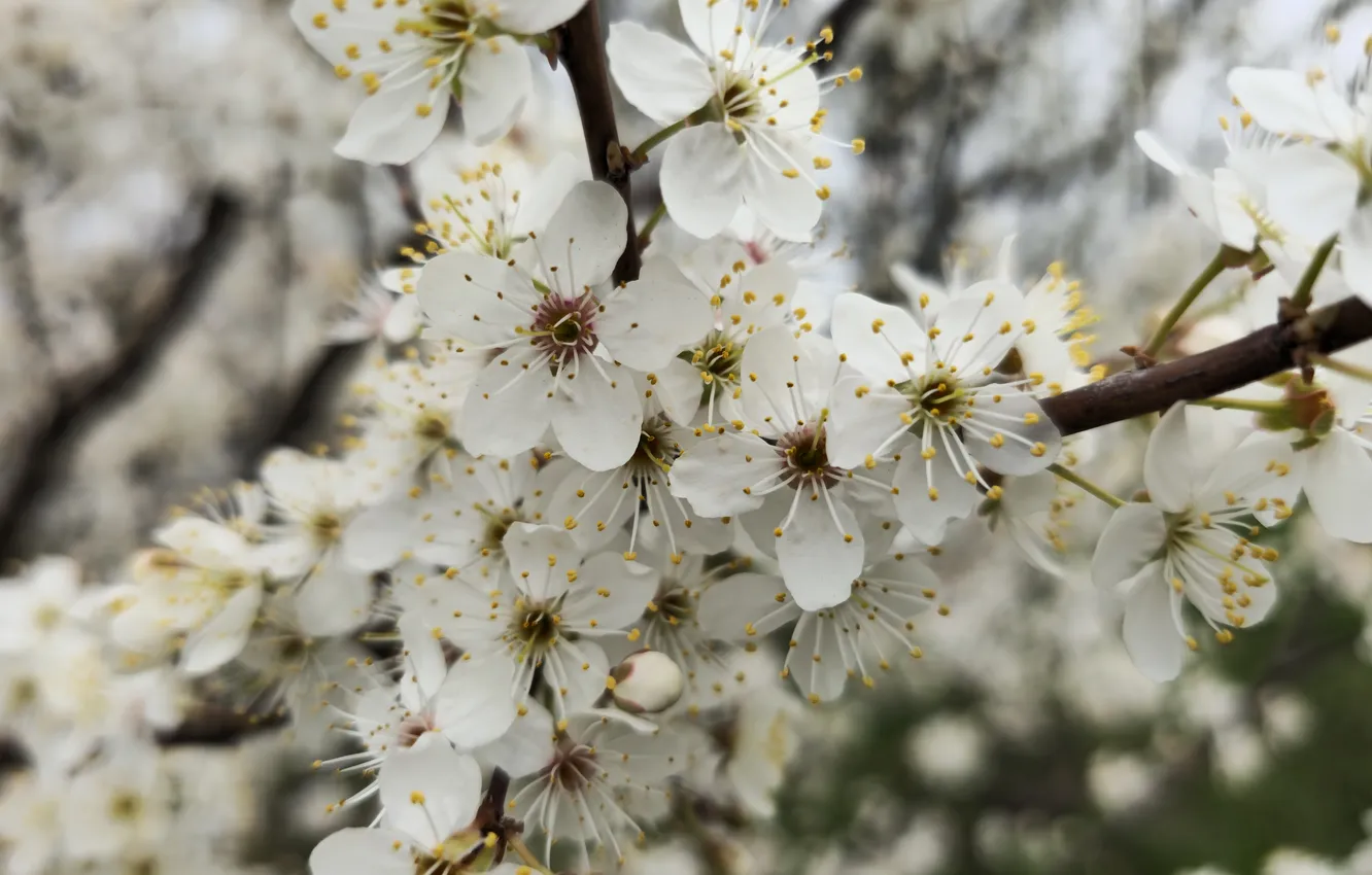Photo wallpaper spring, flowering, plum, drain, spring 2024