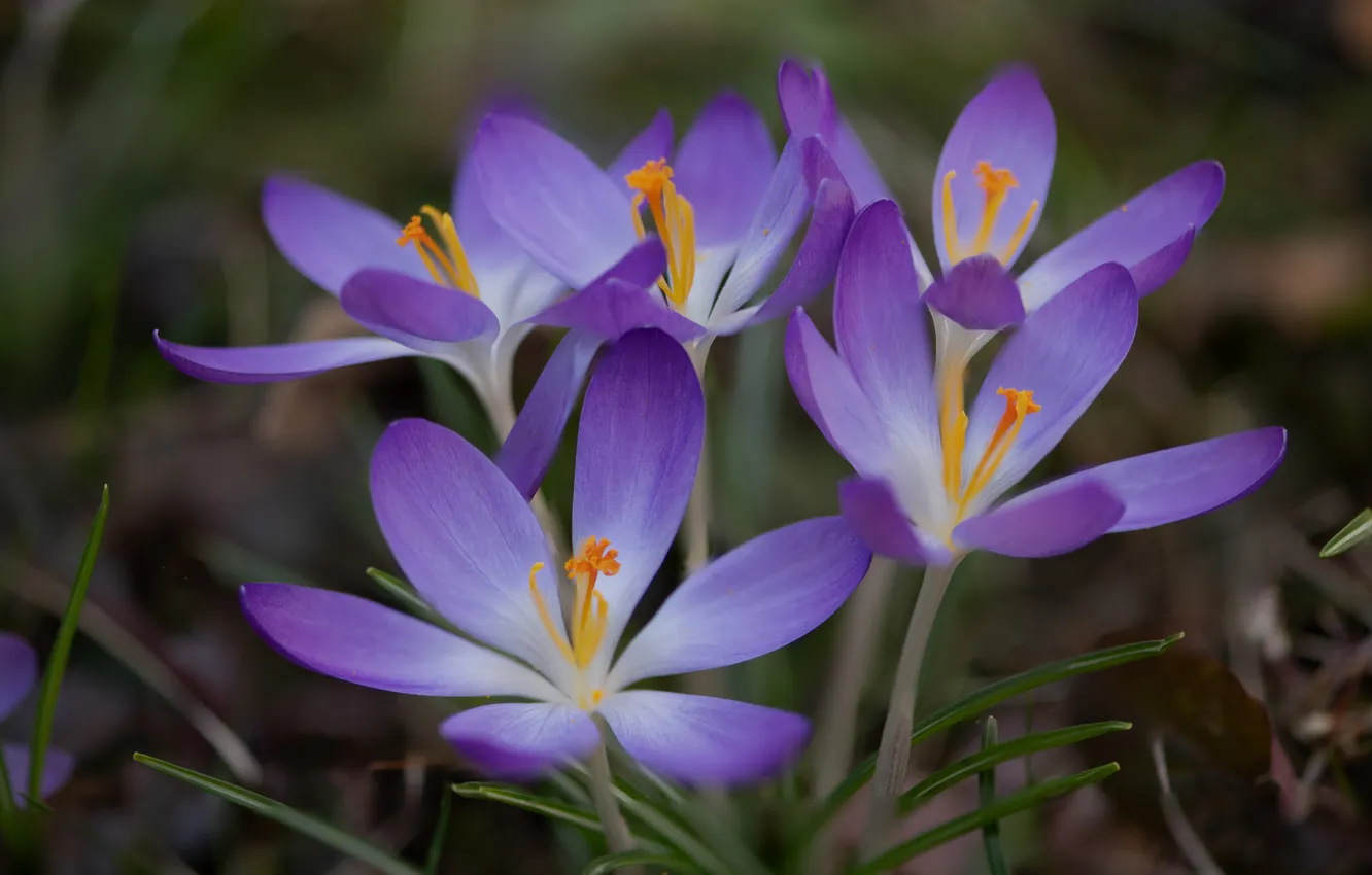 Photo wallpaper flowers, spring, crocuses, clearing, lilac