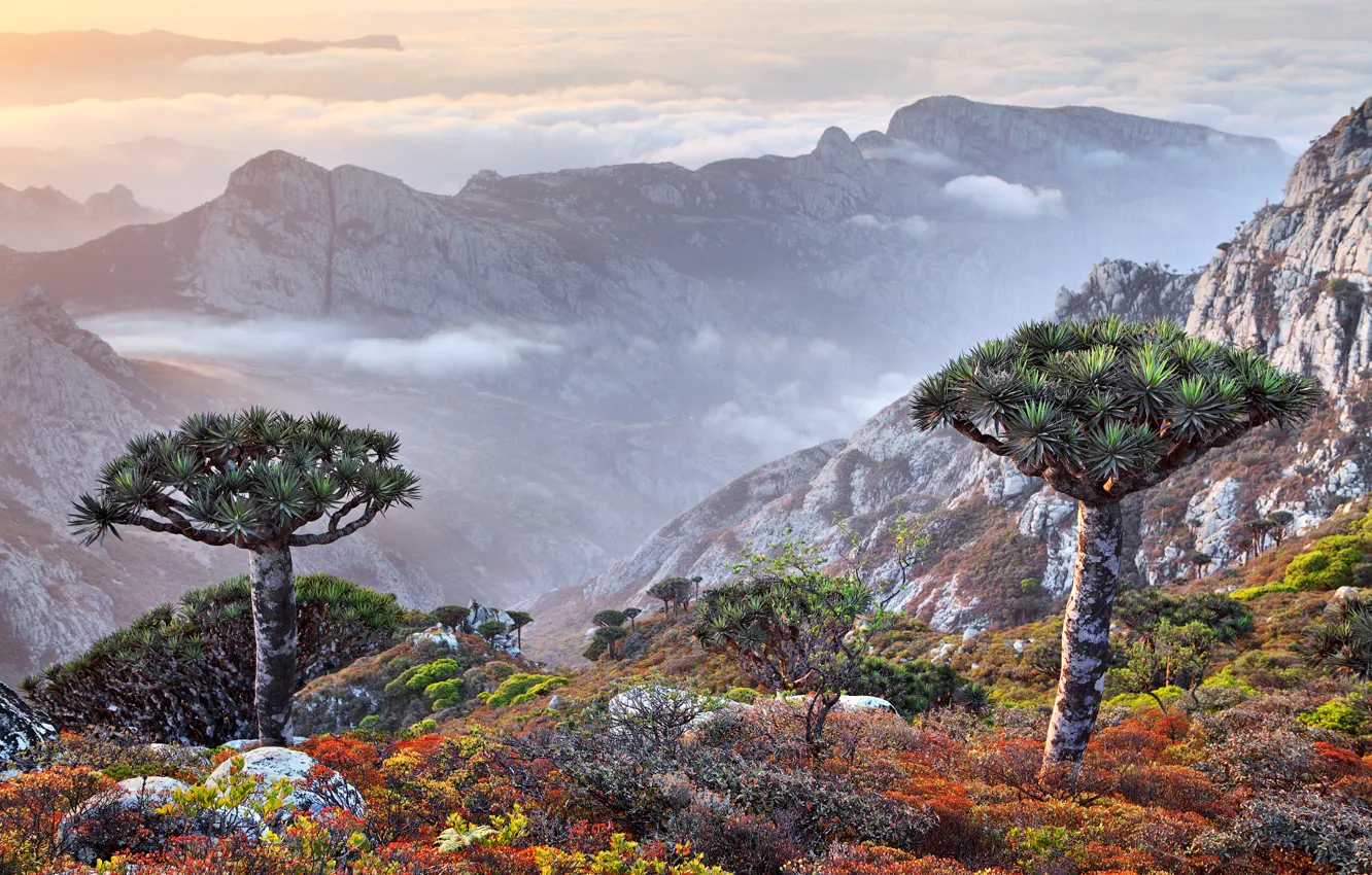 Photo wallpaper clouds, trees, mountains, Yemen, Socotra island, Dragon's blood