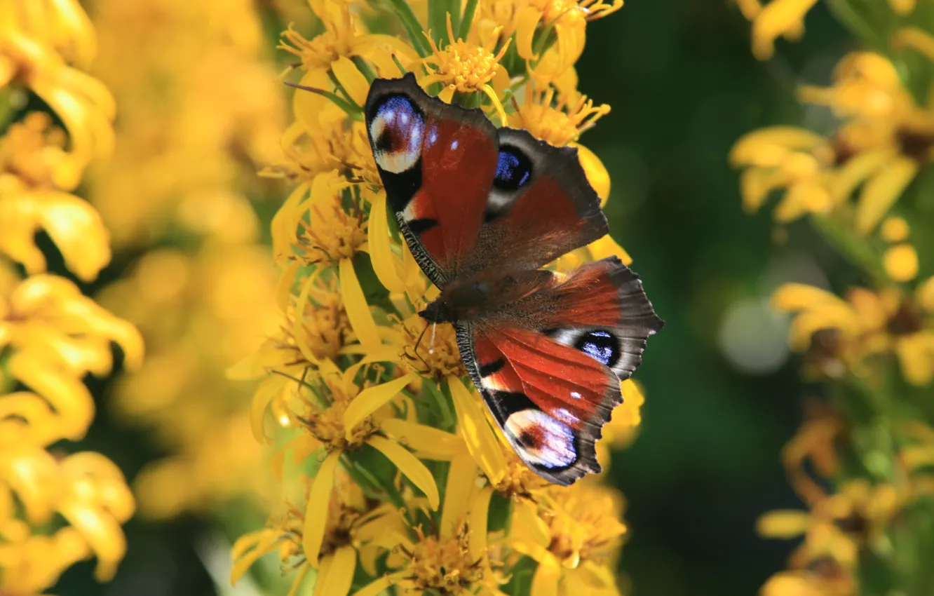 Photo wallpaper macro, flowers, nature, butterfly, flower garden, peacock
