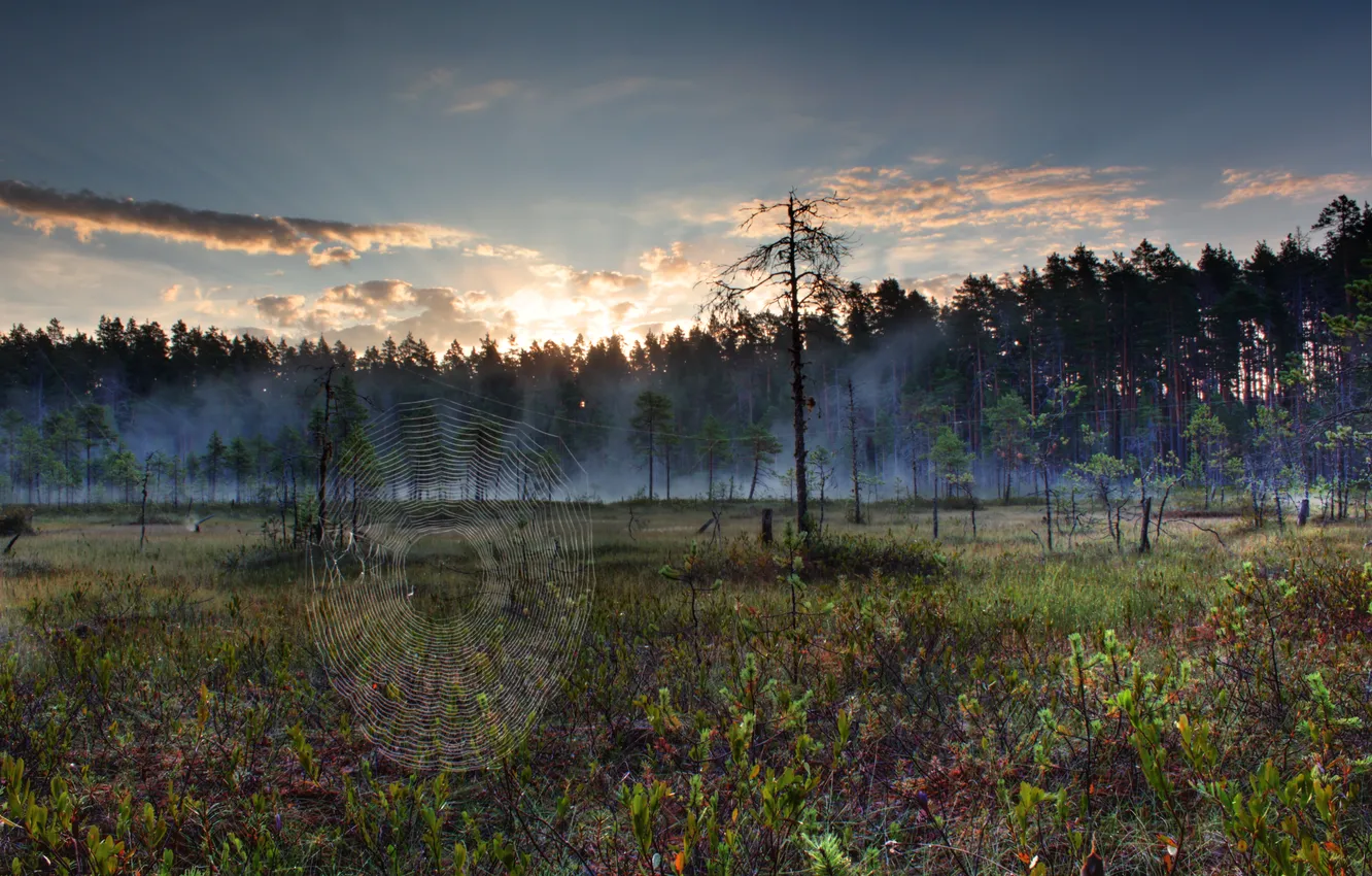 Photo wallpaper forest, clouds, trees, fog, web