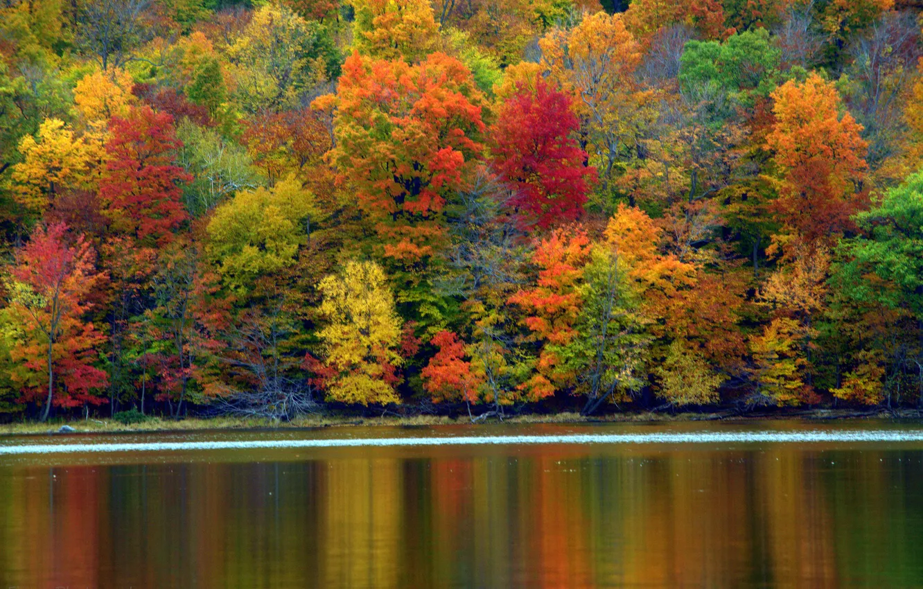 Photo wallpaper autumn, forest, trees, lake, slope