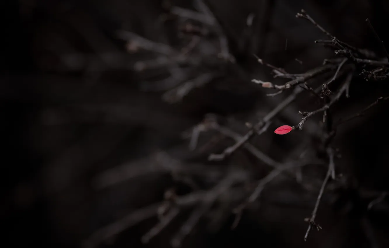 Photo wallpaper leaves, macro, branches, background, black