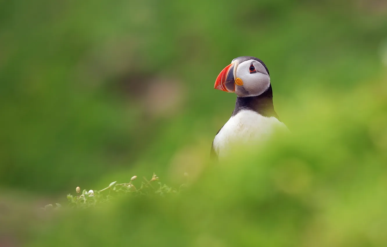 Photo wallpaper bird, stalled, Puffin