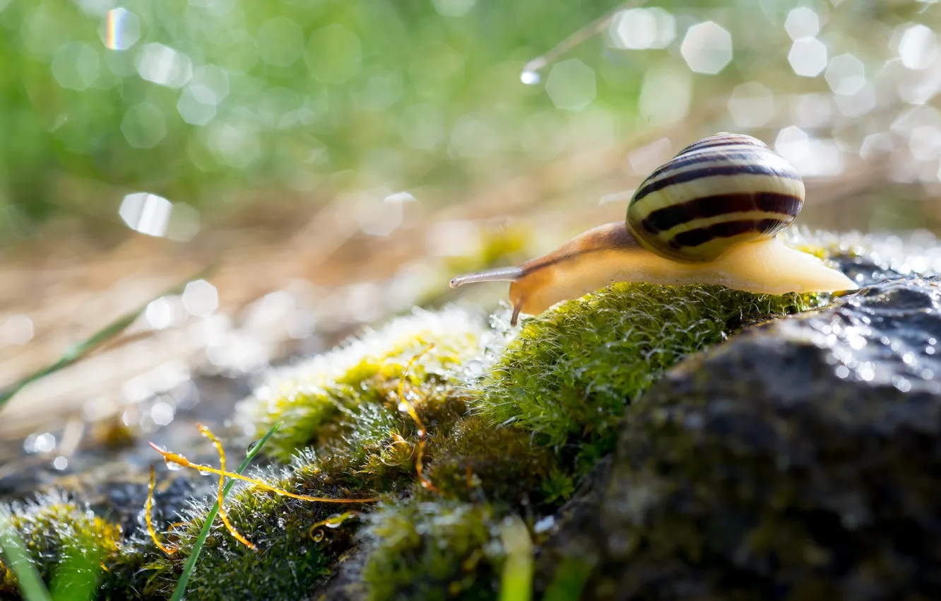 Photo wallpaper macro, nature, snail