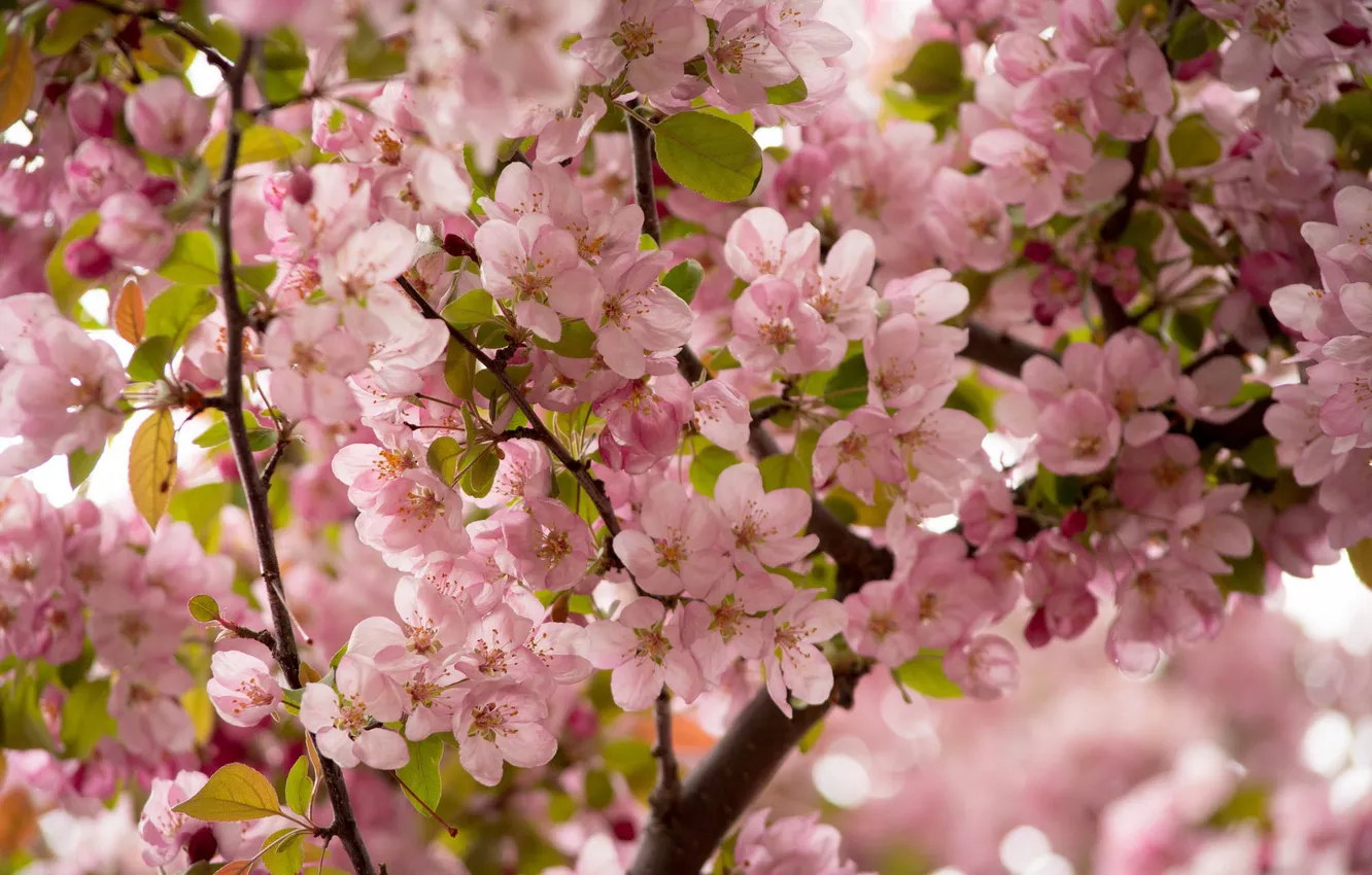Photo wallpaper flowers, branches, cherry, Sakura, pink