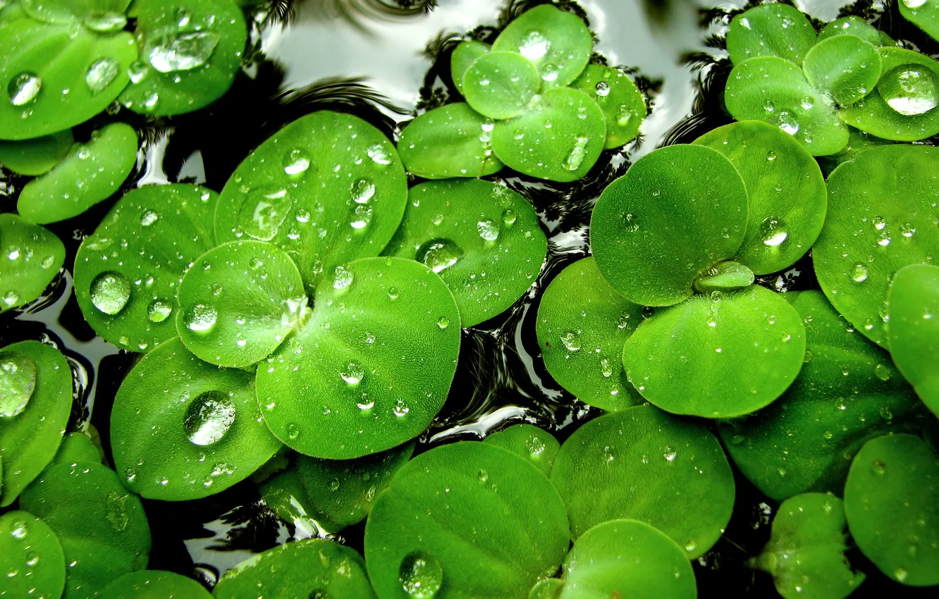 Photo wallpaper water, drops, green. Plants
