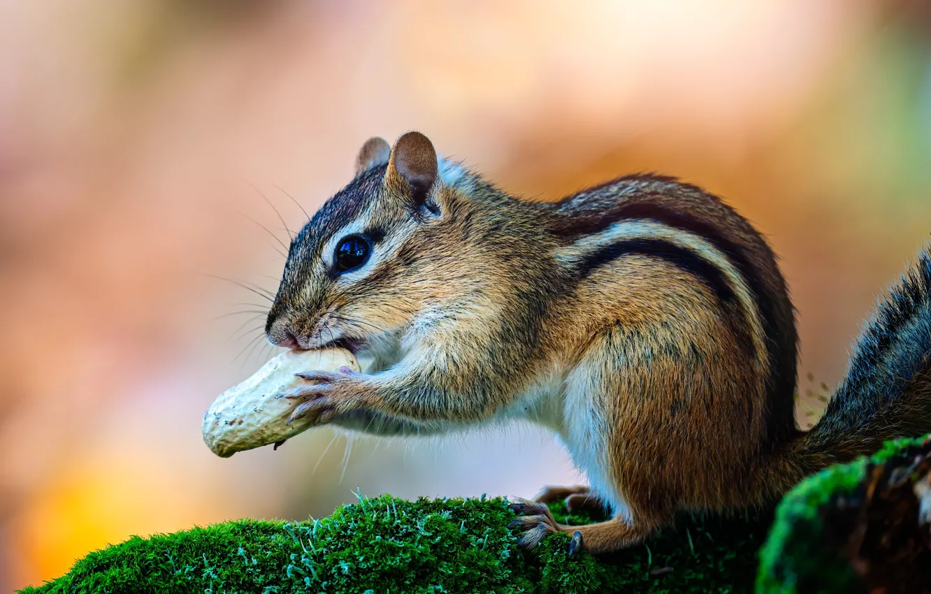 Photo wallpaper look, nature, pose, moss, muzzle, Chipmunk, nuts, sitting